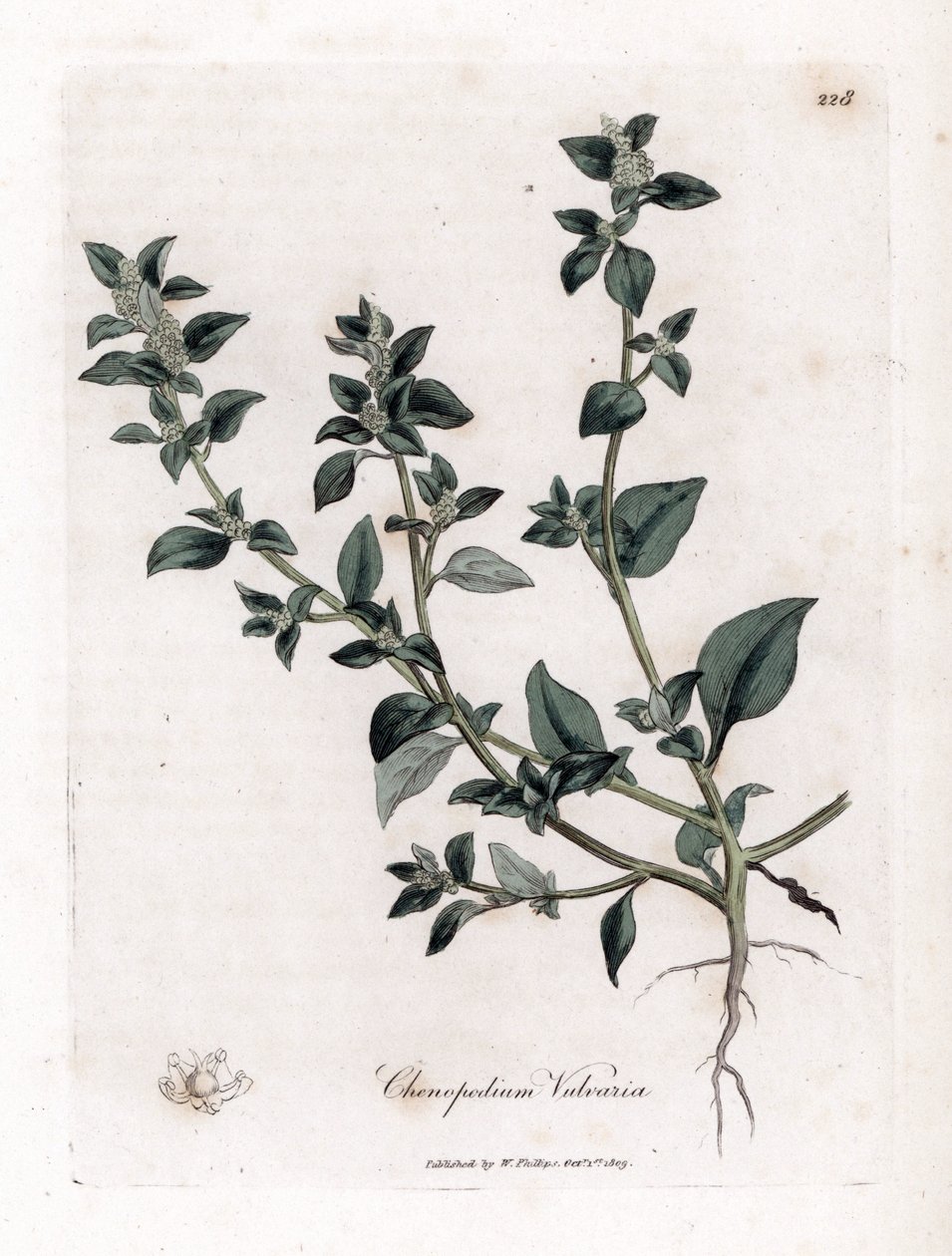 Chenopodium vulvaria da James Sowerby