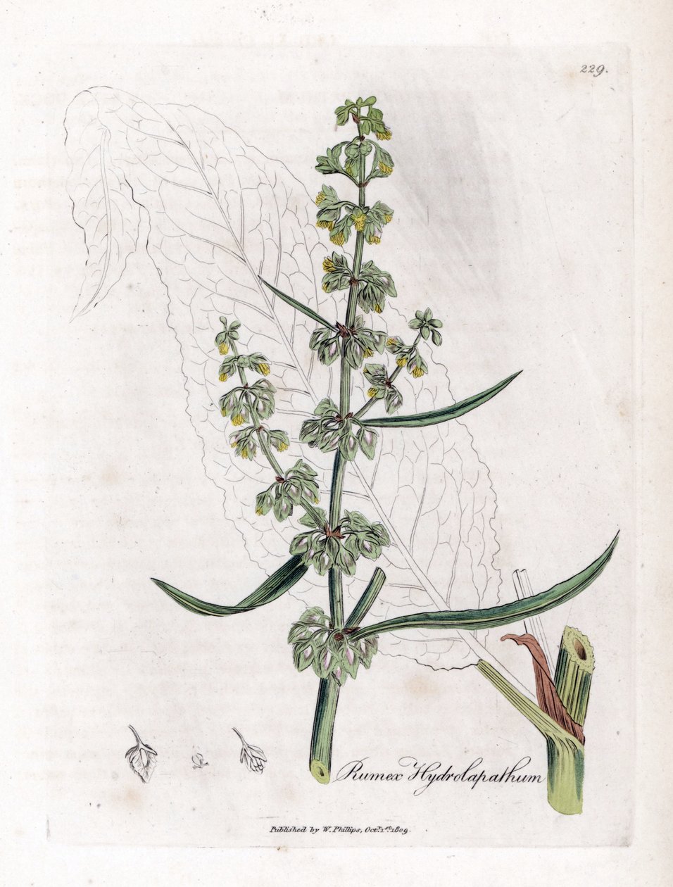 Romice acquatico, Rumex hydrolapathum. Incisione a mano colorata da un
