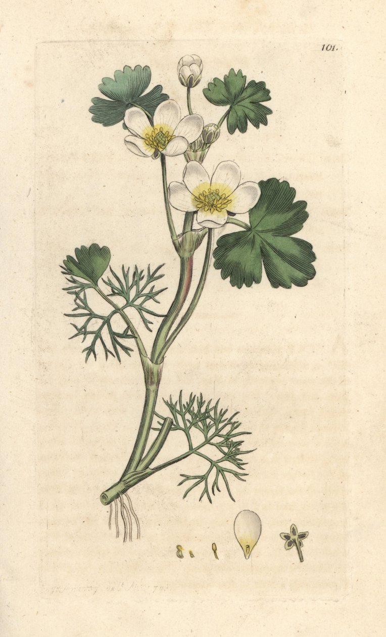 Ranunculus aquatilis (Aquatic Buttercup). Incisione a mano colorata su rame da un