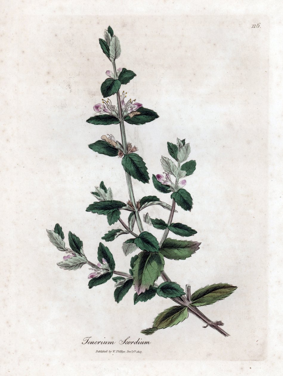 Scordio acquatico - Teucrium scordium. Incisione a mano colorata da un