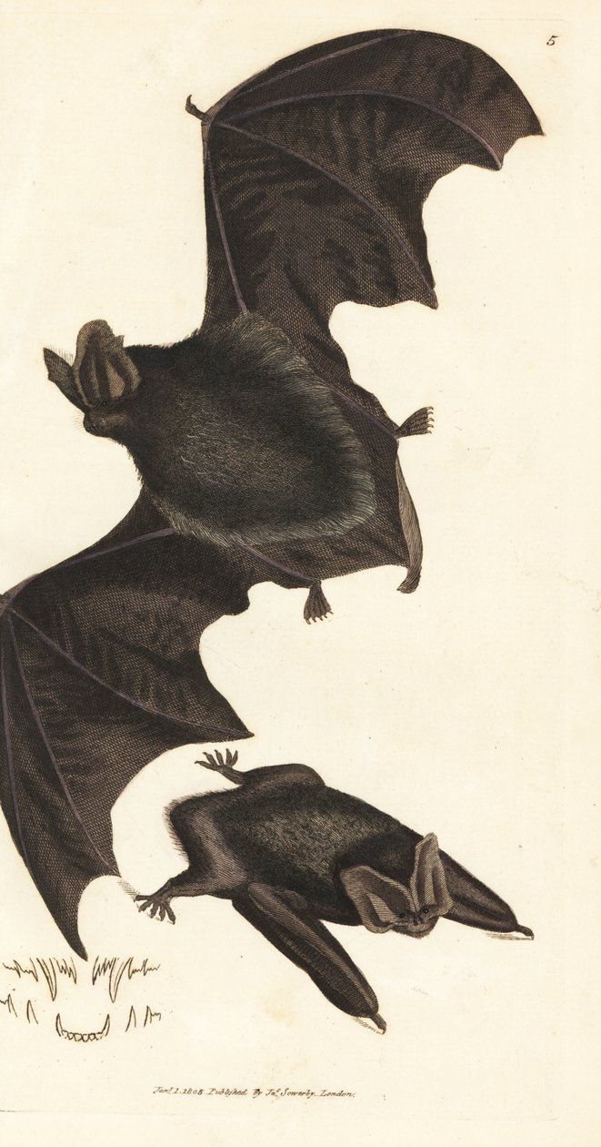 Pipistrello barbastello occidentale, Barbastella barbastellus barbastellus. Incisione a mano colorata a rame di James Sowerby da The British Miscellany, o Figure colorate di soggetti animali nuovi, rari o poco conosciuti da James Sowerby