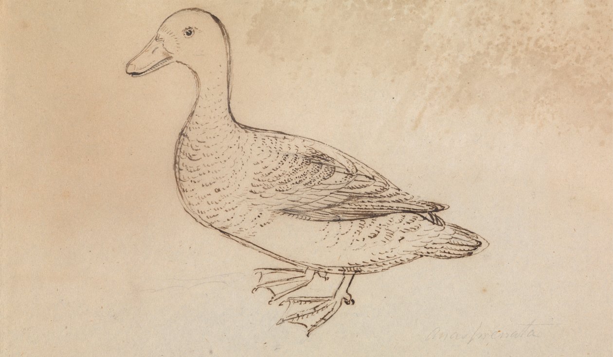 Anatra Fischiante dal Viso Bianco da James Sowerby