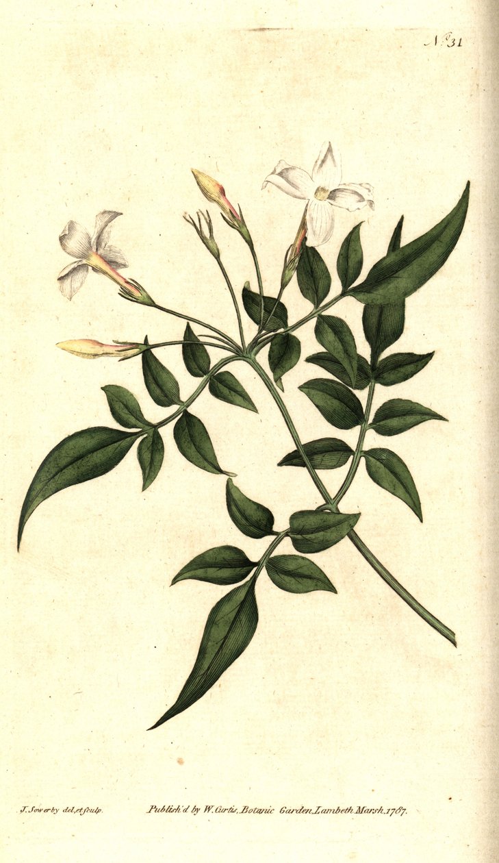 Gelsomino bianco (o Gelsomino officinale) da James Sowerby