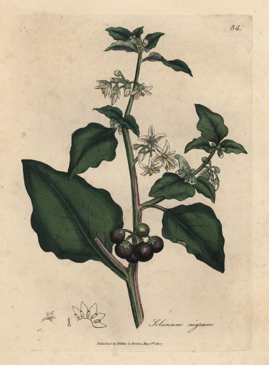 Belladonna da giardino a fiori bianchi e bacche nere, Solanum nigrum da James Sowerby
