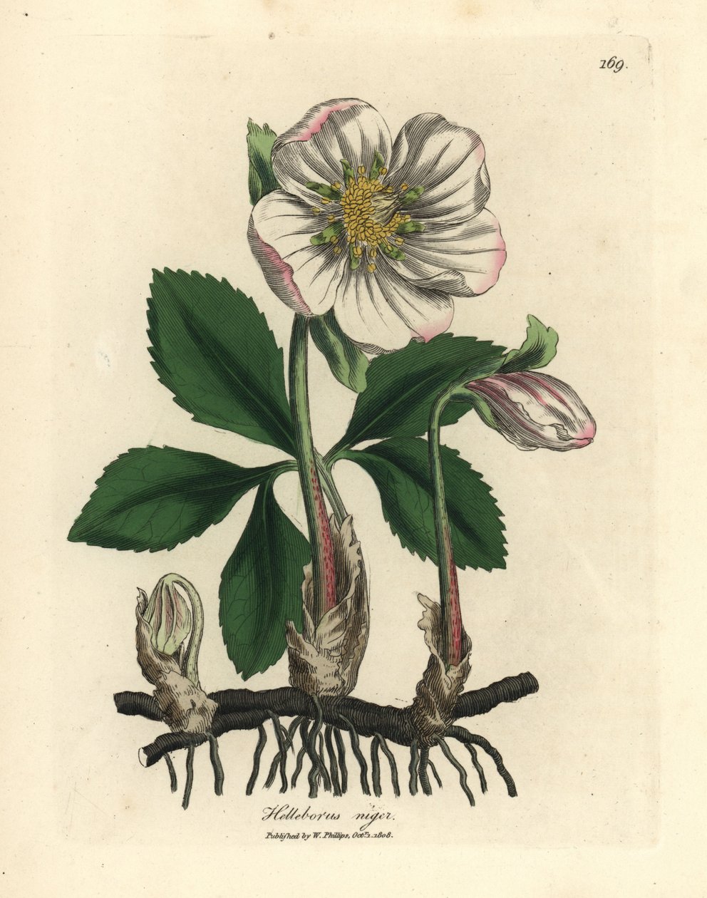Elleboro nero dai fiori bianchi o rosa di Natale, Helleborus niger da James Sowerby