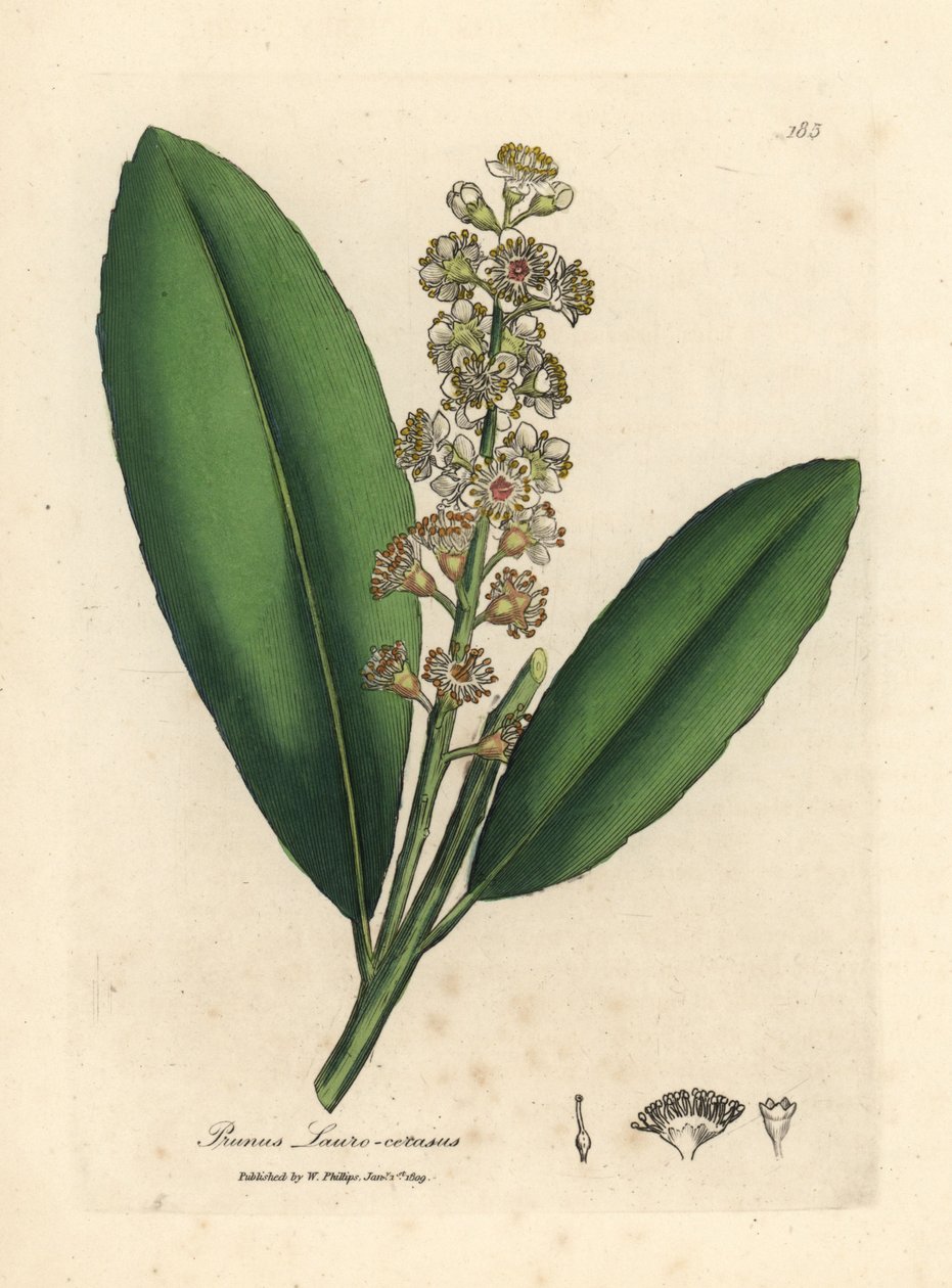 Alloro di ciliegio a fiori bianchi, Prunus laurocerasus da James Sowerby