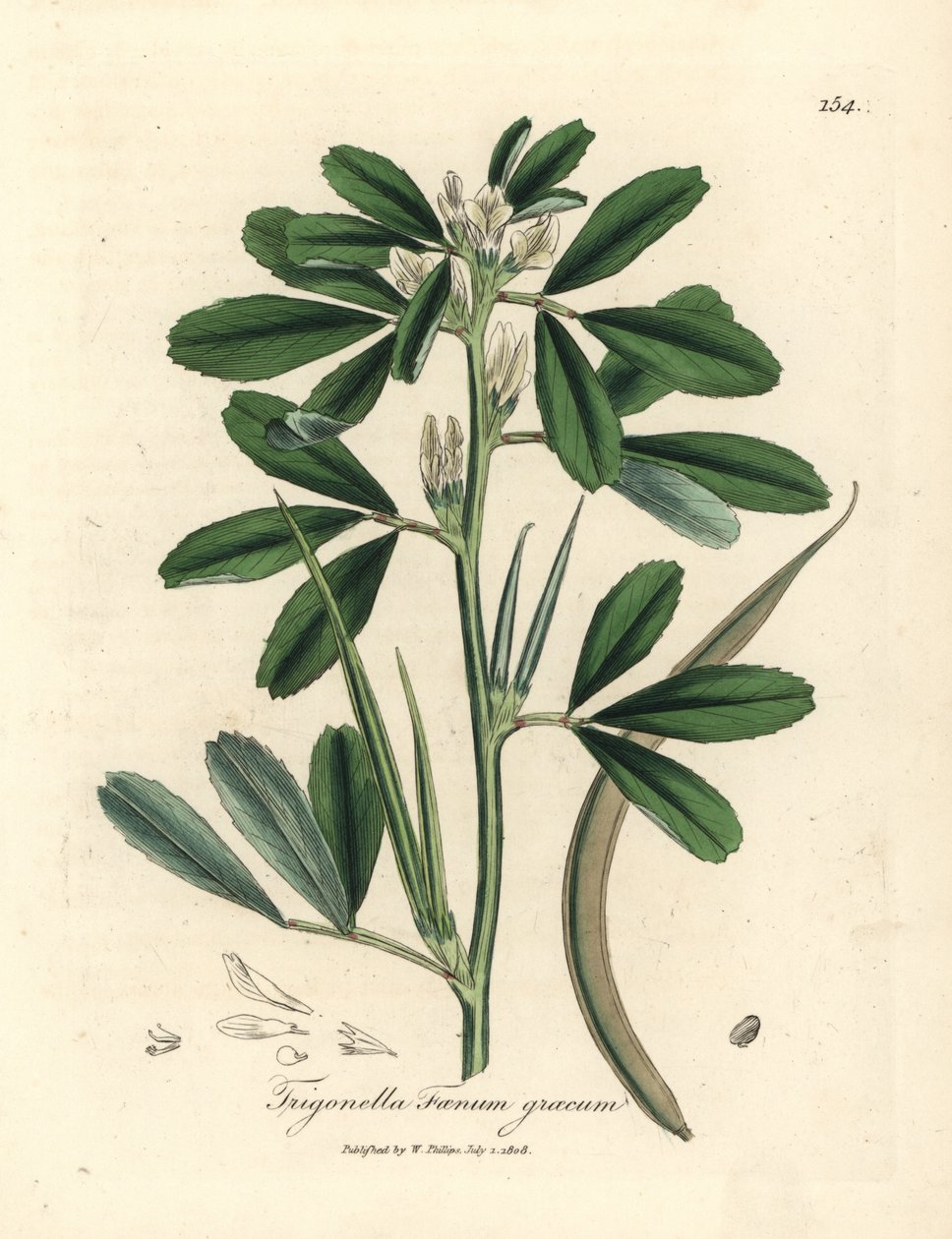 Fieno greco a fiori bianchi con baccello Trigonella foenum graecum da James Sowerby