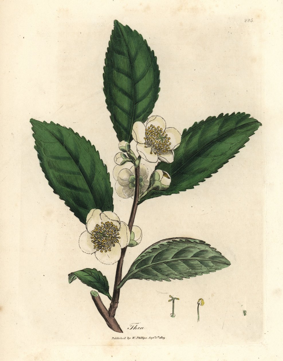 Fiori bianchi e foglie di tè verde, Thea bohea, Camellia sinensis da James Sowerby