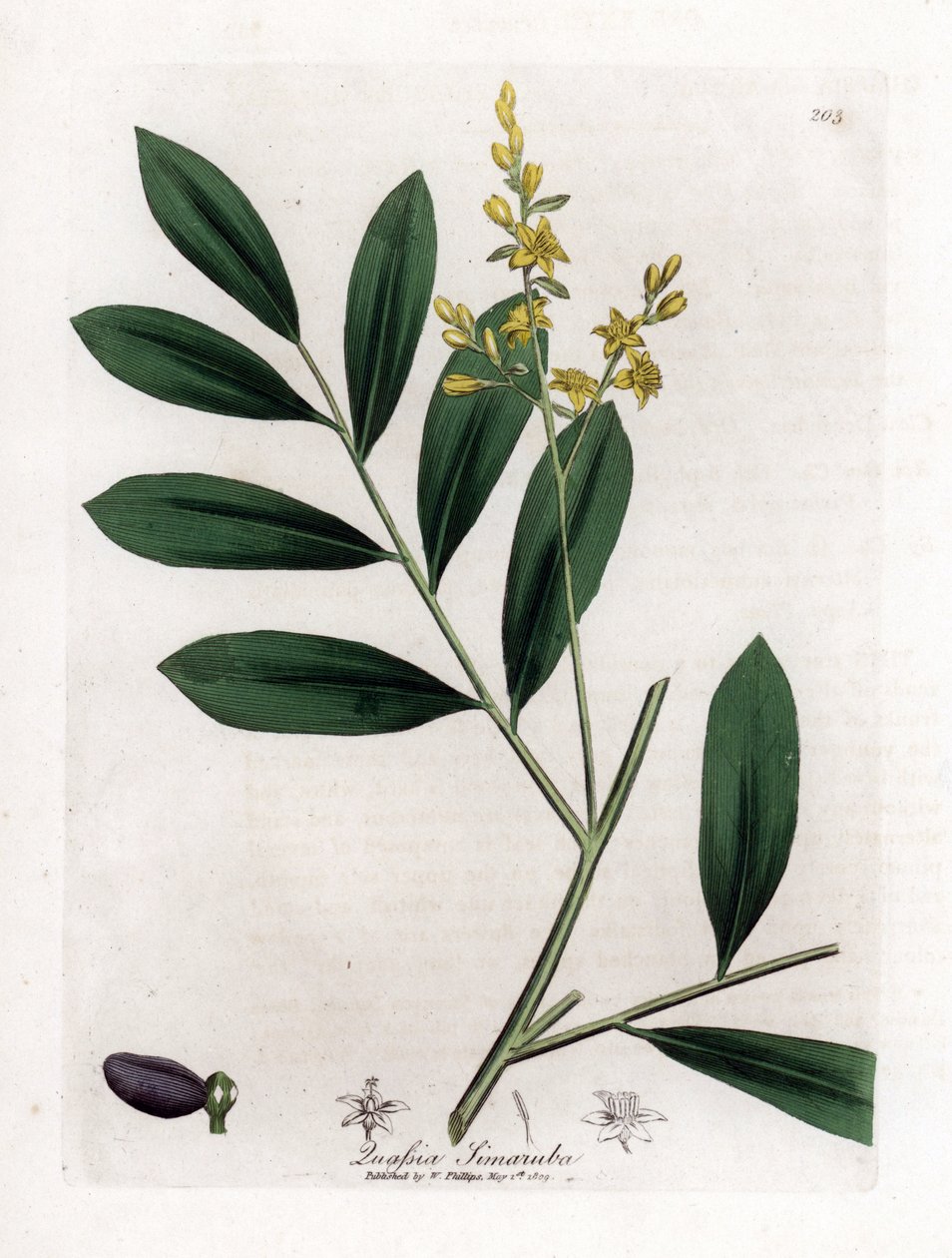 Mogano bianco o marupa - Simaruba, Simarouba amara da James Sowerby