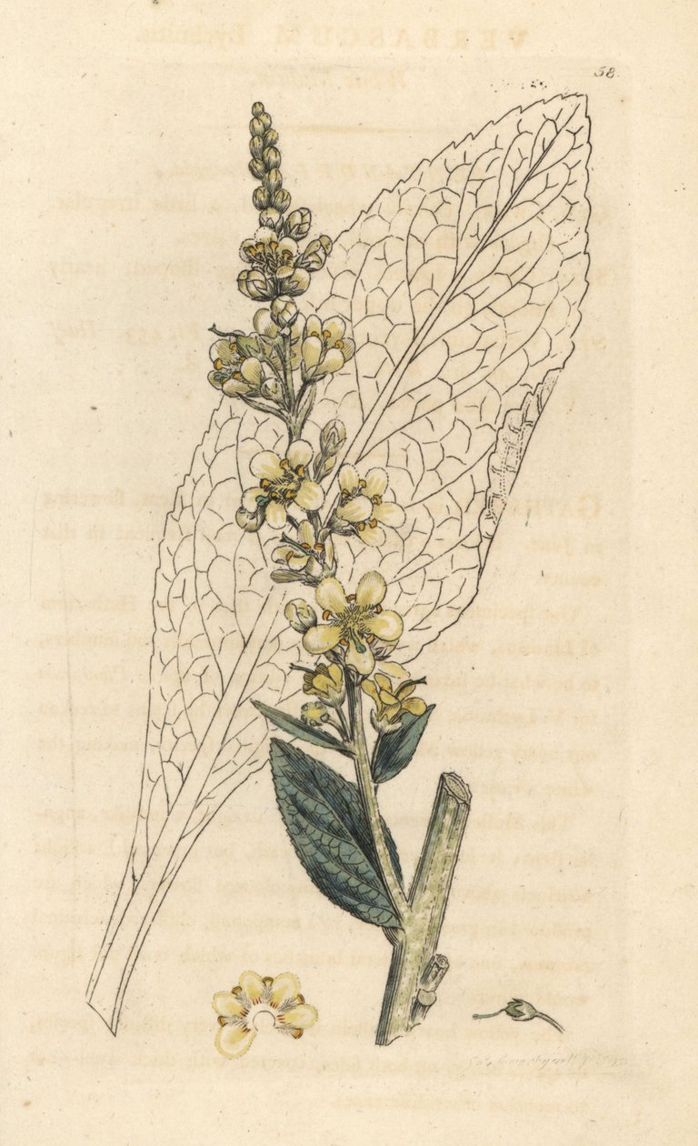 Verbasco bianco, Verbasum lychnitis. Incisione a mano colorata da un