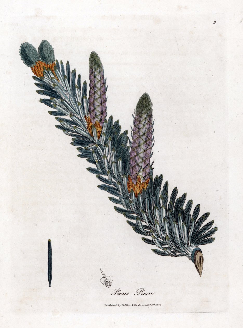 Abete bianco - Abies alba. Incisione a mano colorata da un
