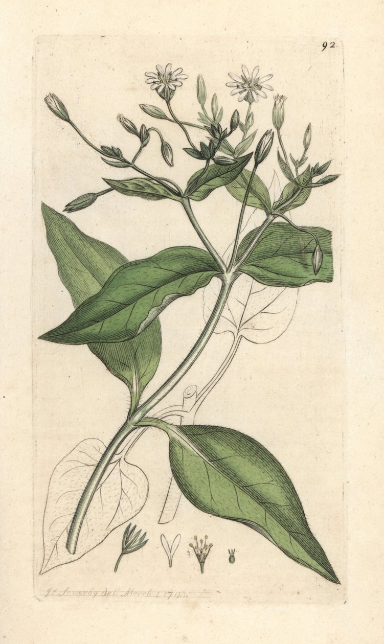 Stellaria nemorum da James Sowerby