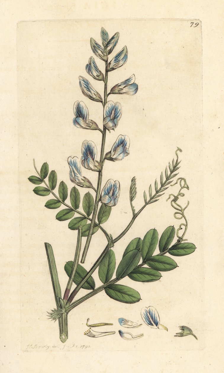 Veccia dei boschi, Vicia sylvatica da James Sowerby