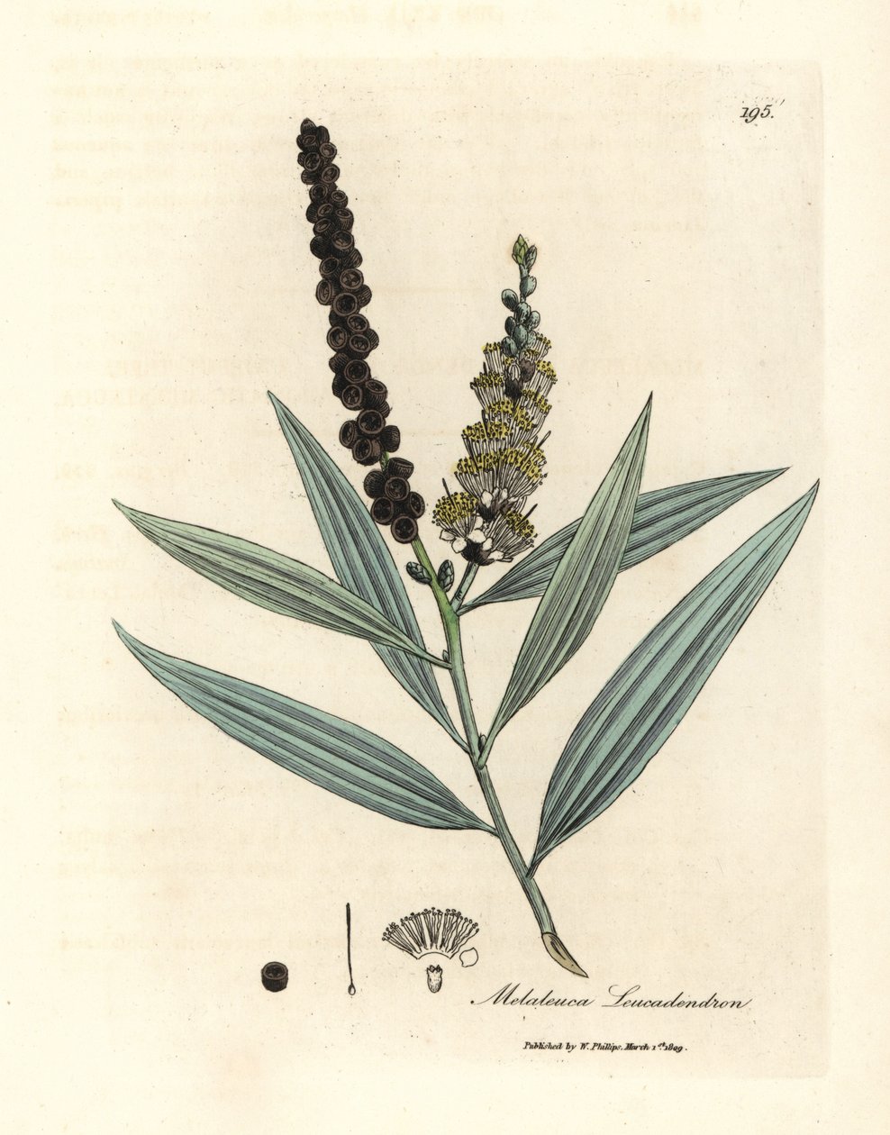 Albero di cajeput a fiori gialli, Melaleuca leucadendron da James Sowerby
