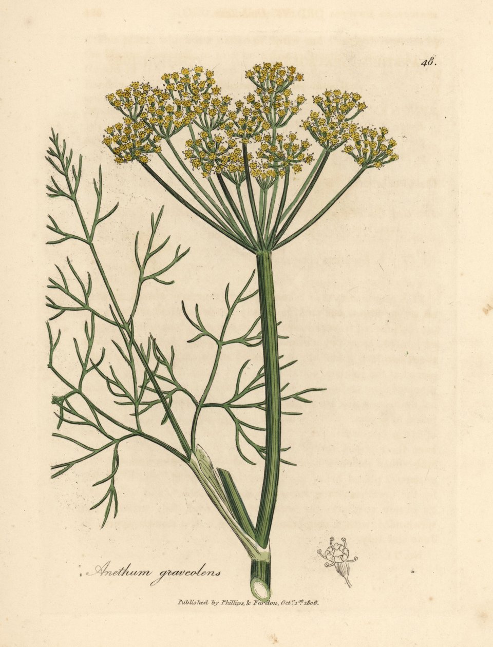Aneto a fiori gialli Anethum graveolens da James Sowerby