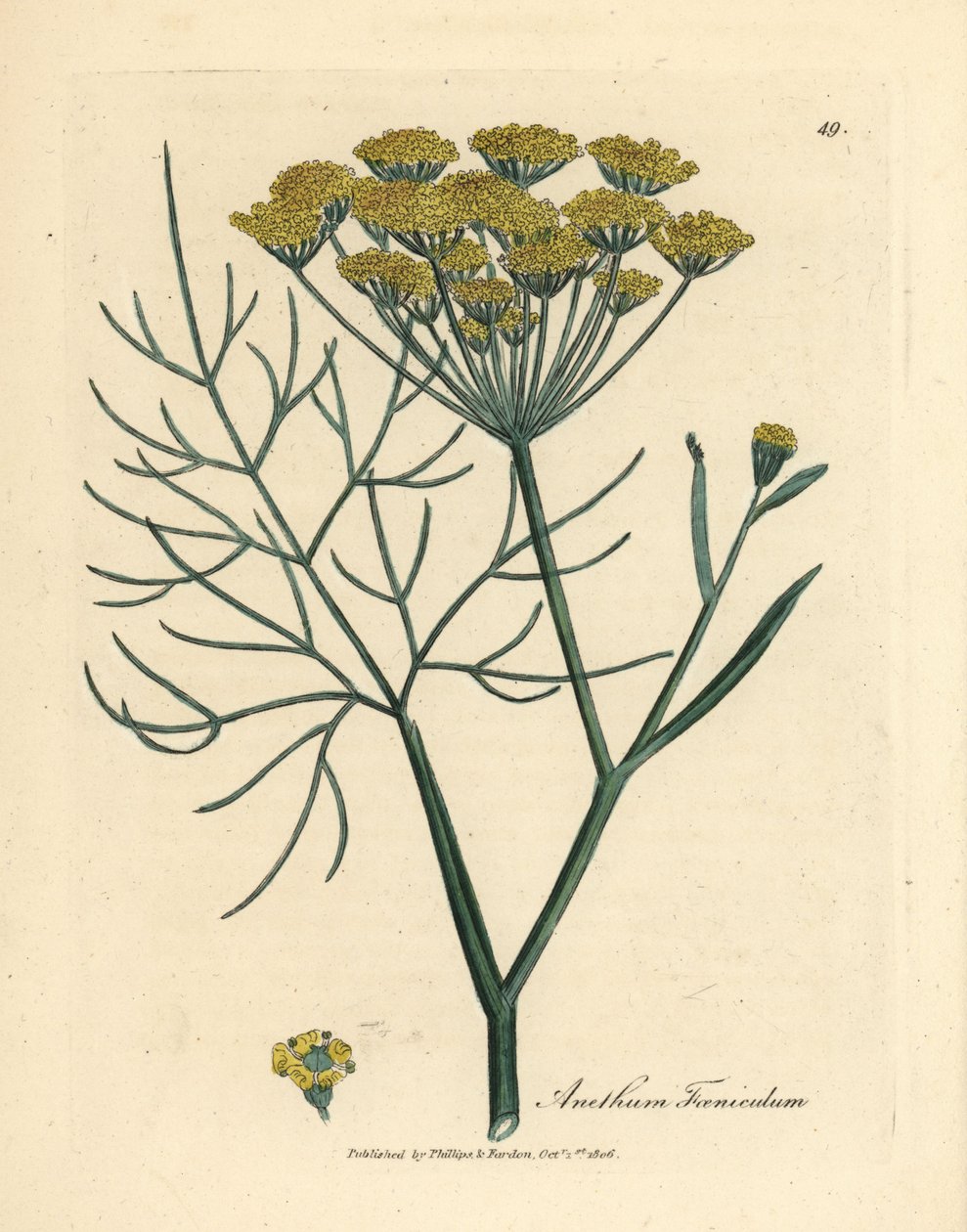 Finocchio a fiori gialli, Anethum foeniculum da James Sowerby