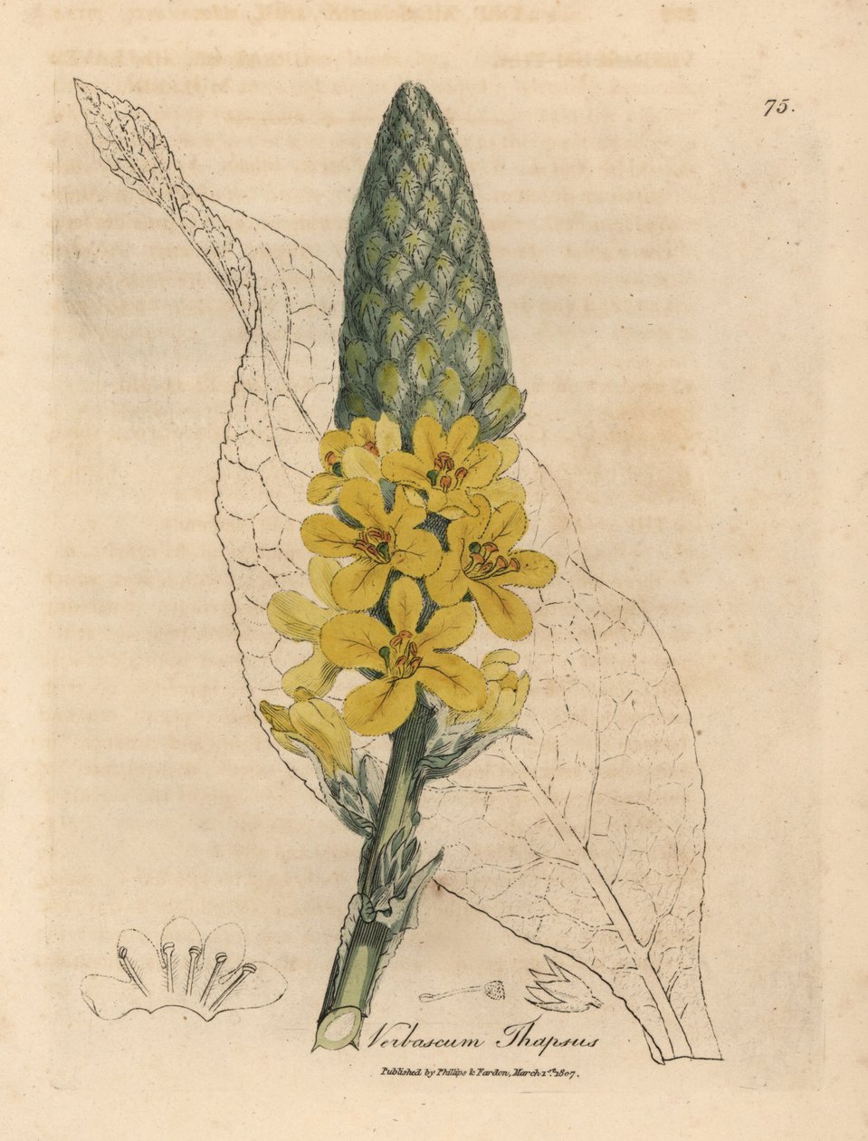 Verbascum a fiori gialli, Verbascum thapsus da James Sowerby