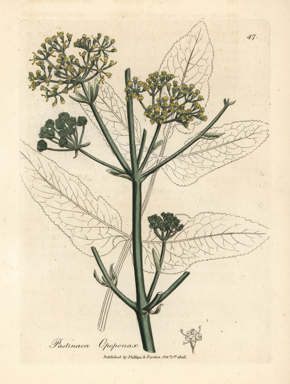 Opopanax a fiori gialli, Pastinaca opopanax da James Sowerby