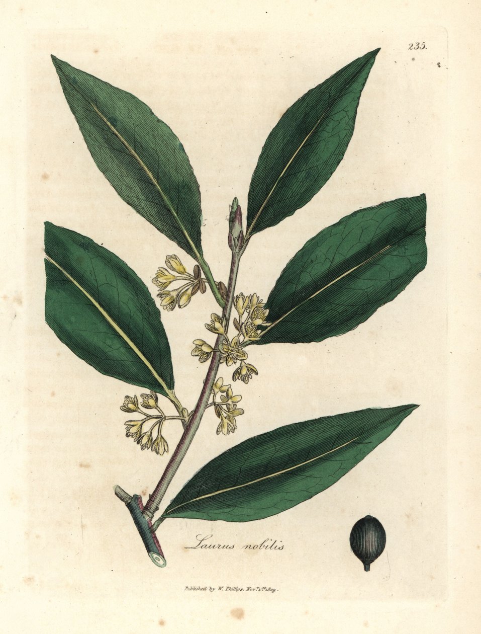 Alloro a fiori gialli, Laurus nobilis da James Sowerby