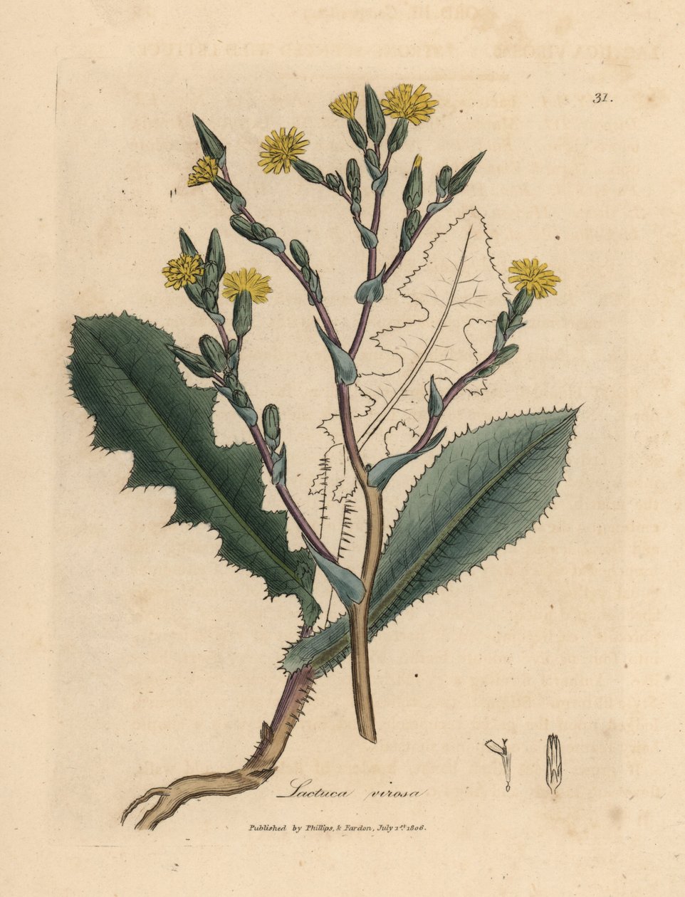 Lattuga selvatica a fiori gialli, Lactuca virosa da James Sowerby