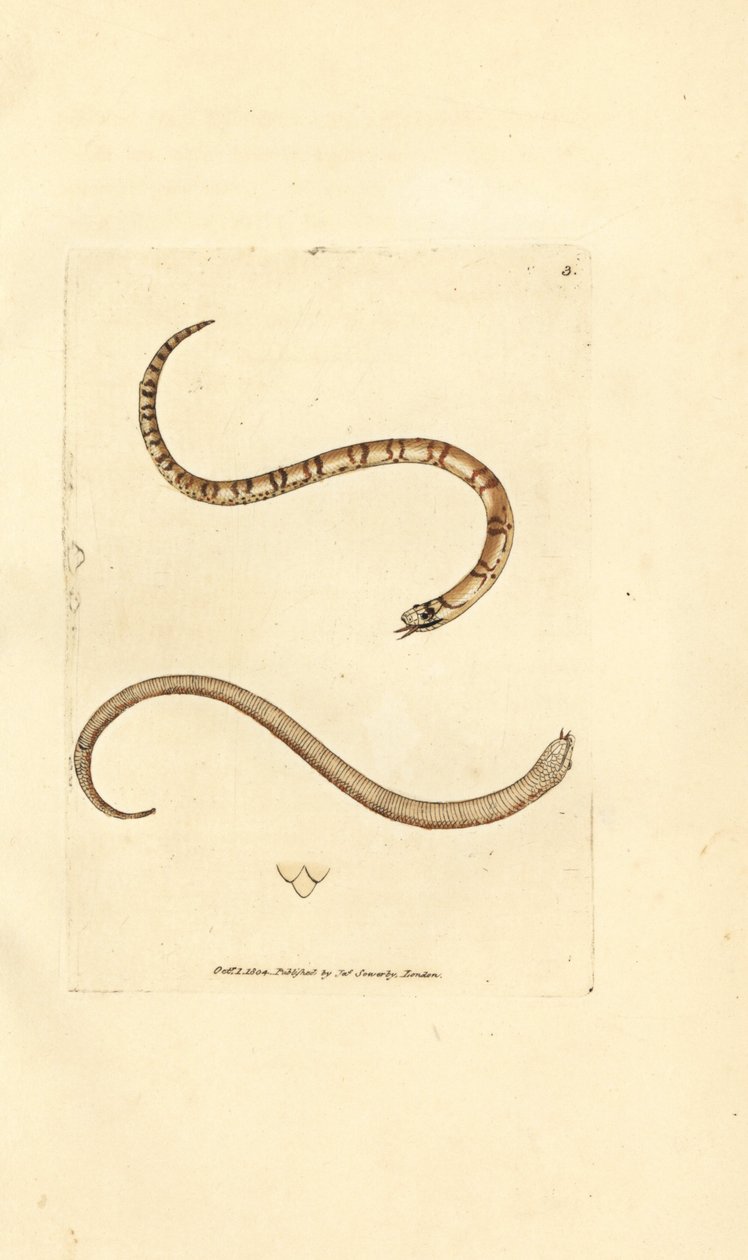 Giovane serpente liscio, Coronella austriaca da James Sowerby