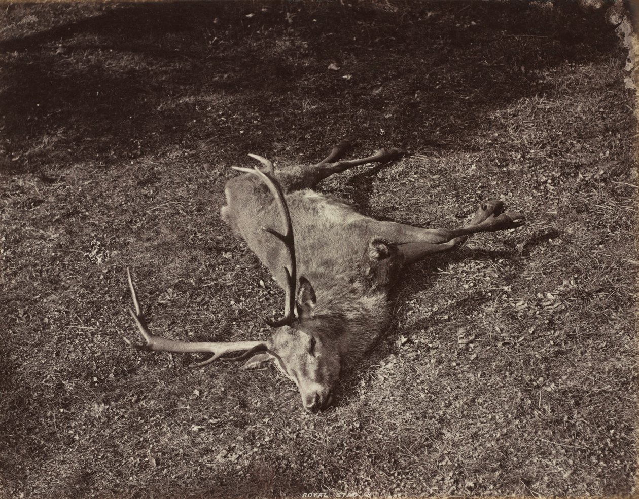 Il cervo reale, c. 1870 da James Valentine