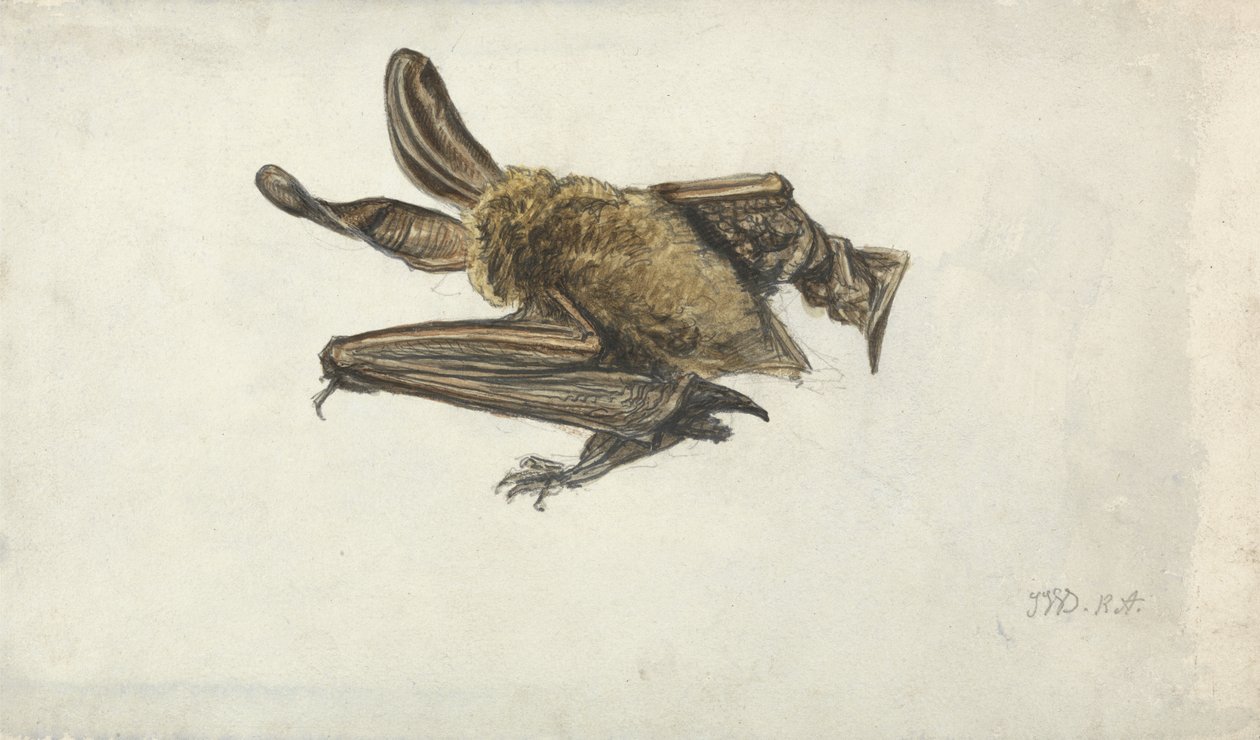 Un pipistrello da James Ward