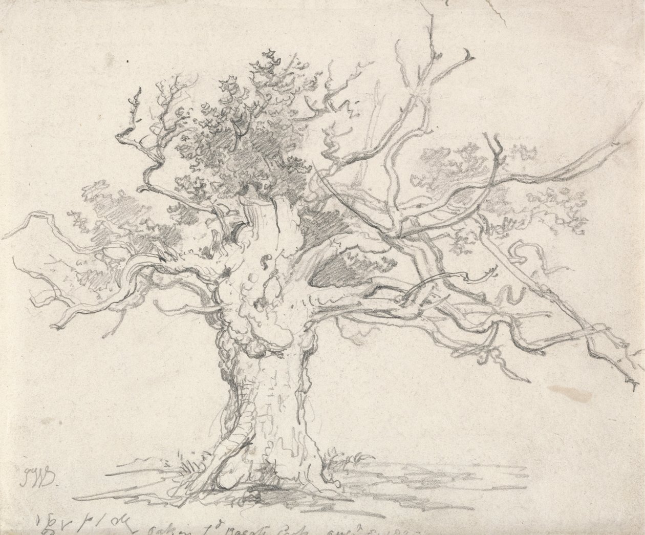 Una quercia stentata da James Ward
