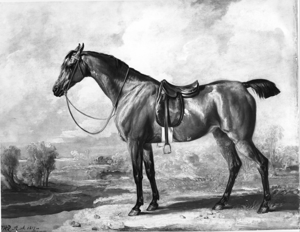 Cavallo da caccia baio da James Ward