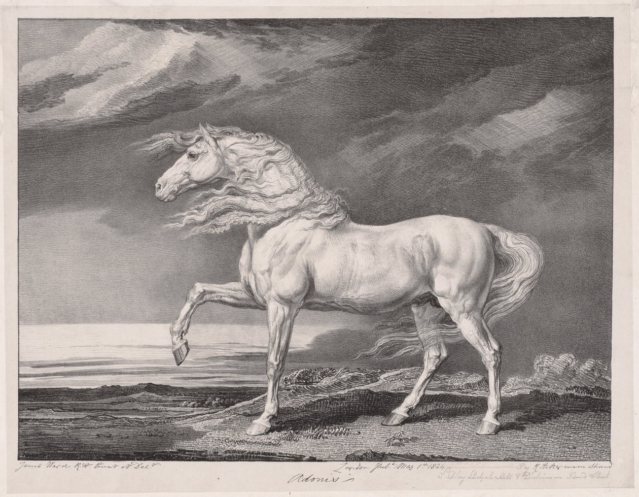 Quattordici cavalli celebri: Adonis, 1824 da James Ward