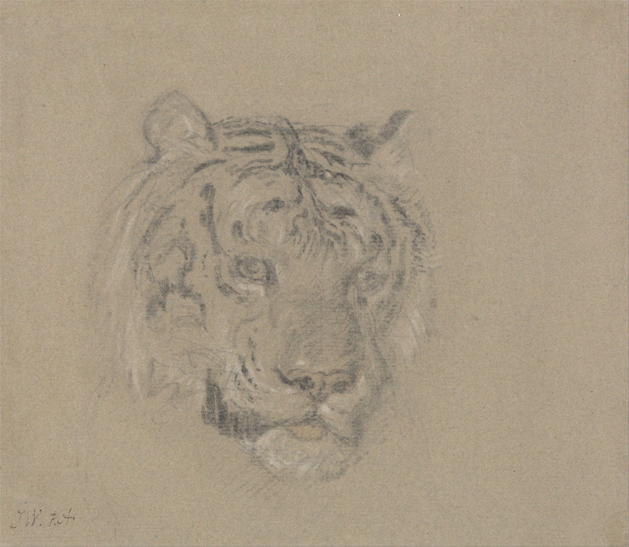 Testa di tigre da James Ward