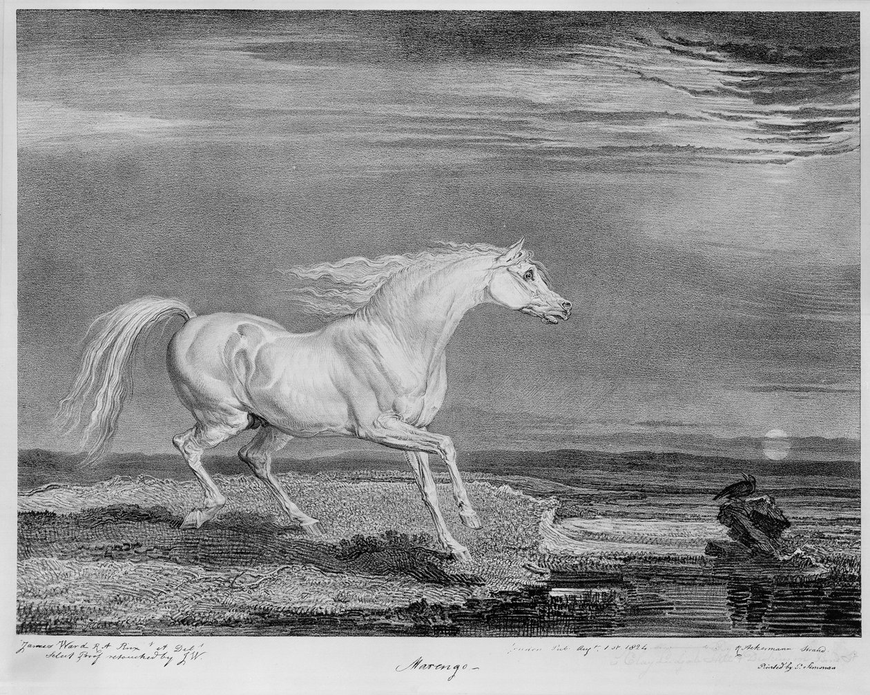Marengo, il cavallo preferito di Napoleone I, c.1815 da James Ward