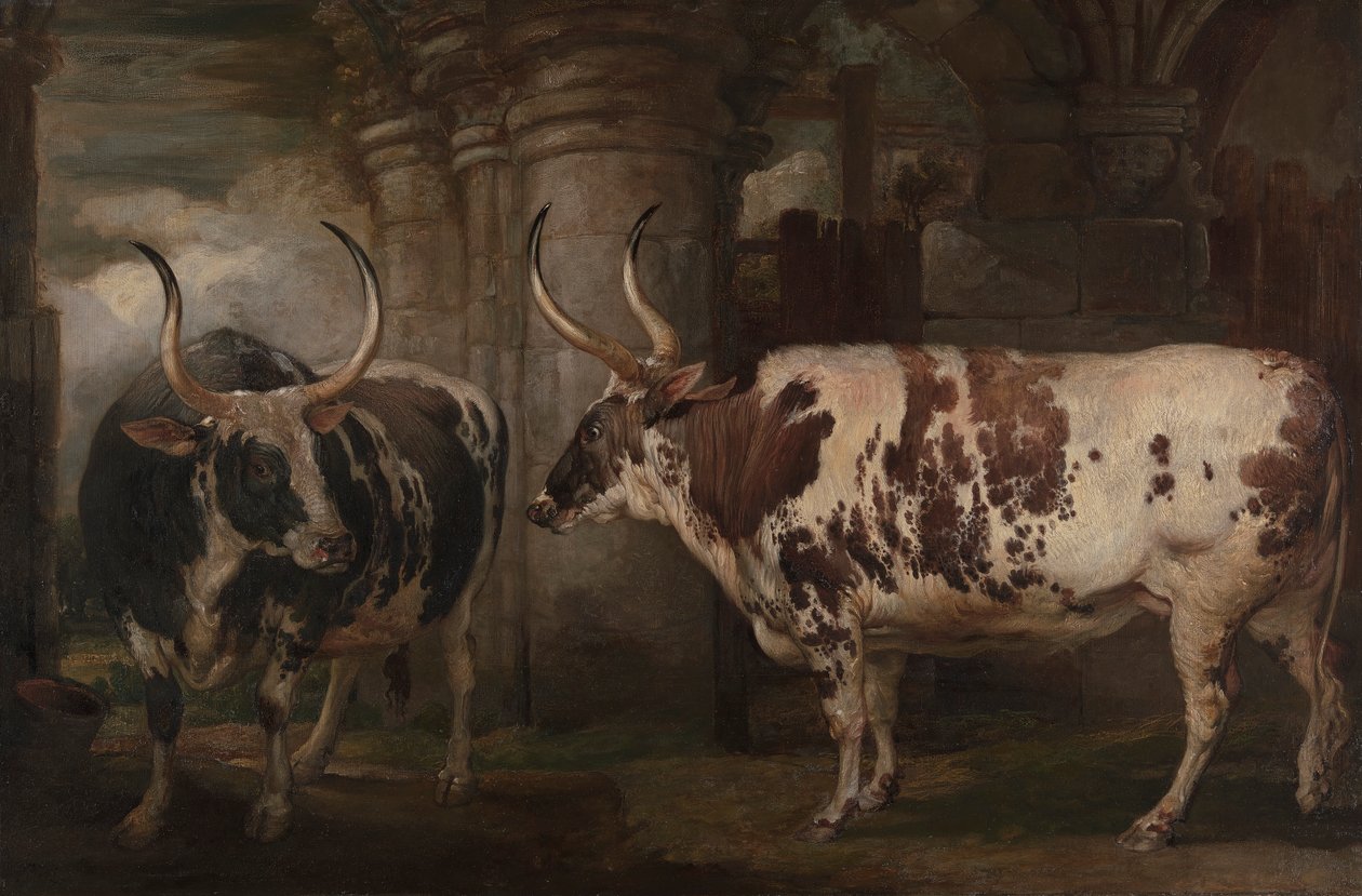 Ritratti di due buoi straordinari, proprietà del conte di Powis da James Ward