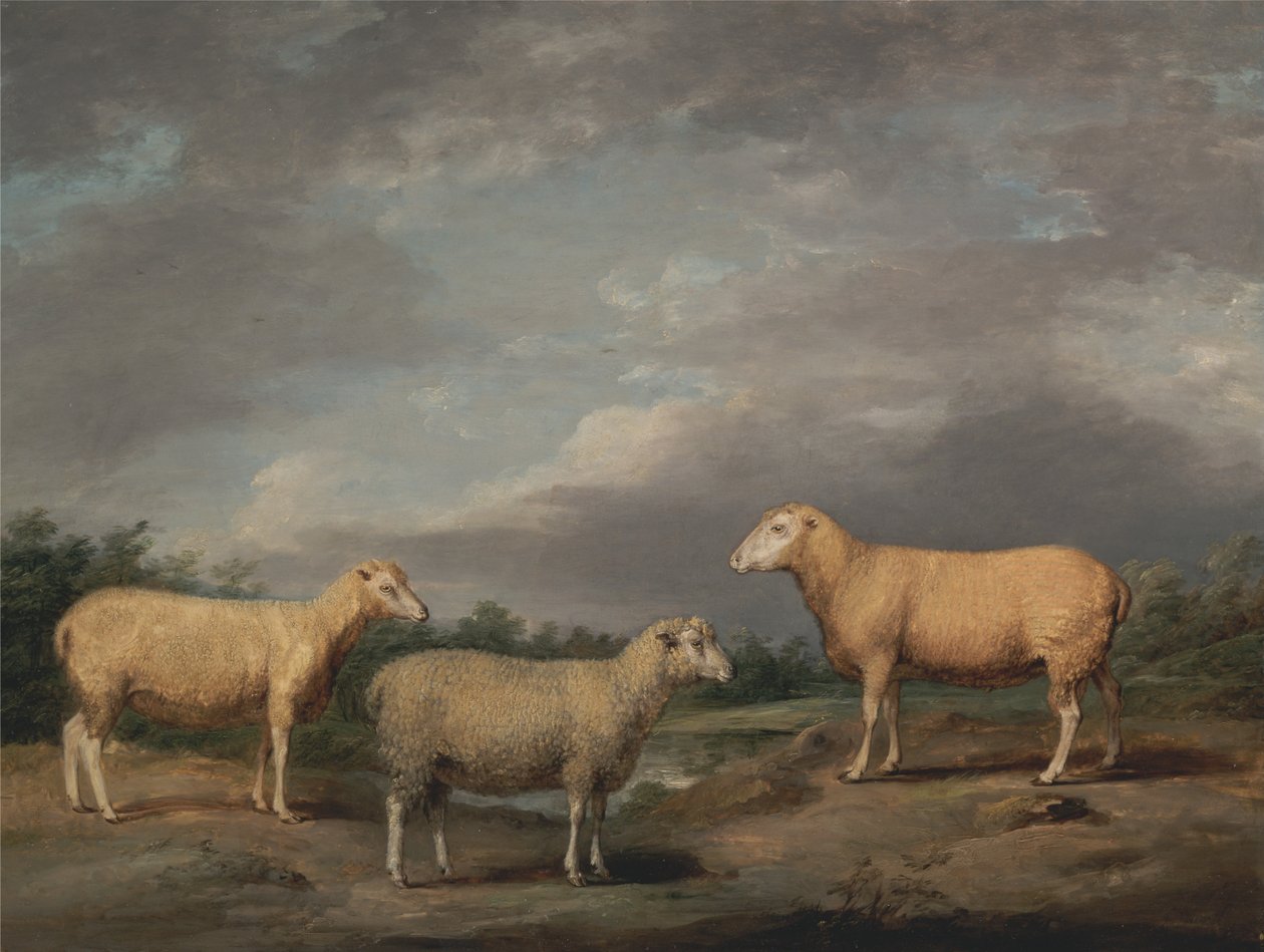 Le pecore di Ryelands, l