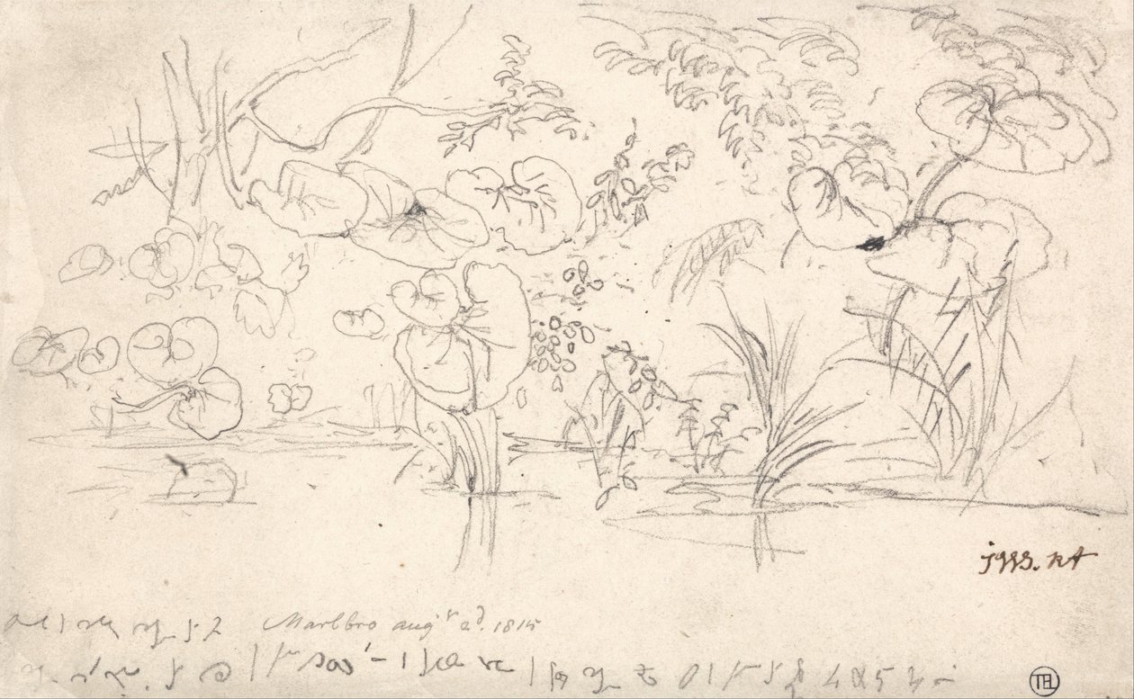 Studi sulle piante, 2 agosto 1815 da James Ward