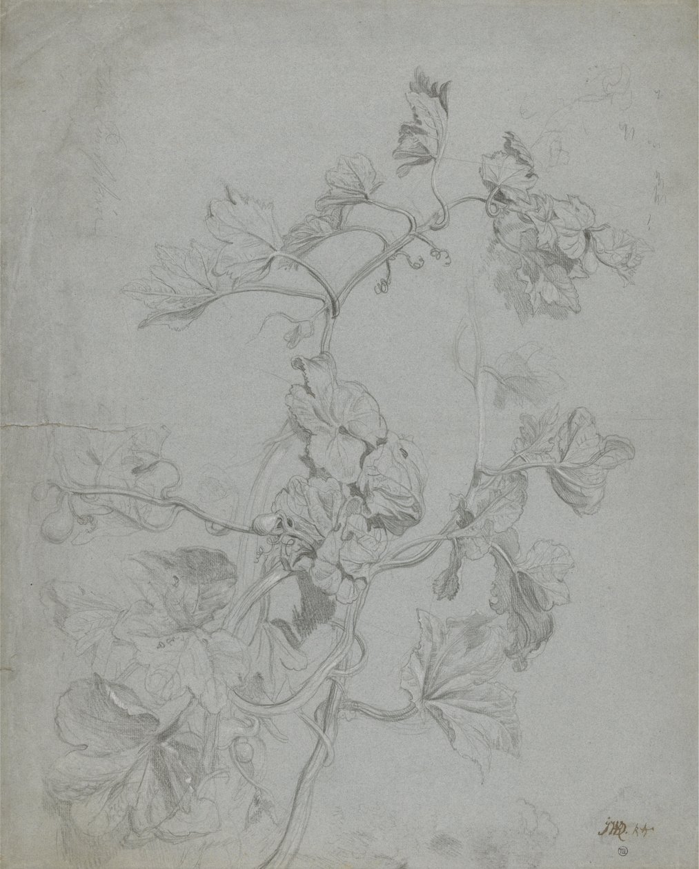 Studio di una pianta rampicante (famiglia delle zucche) da James Ward