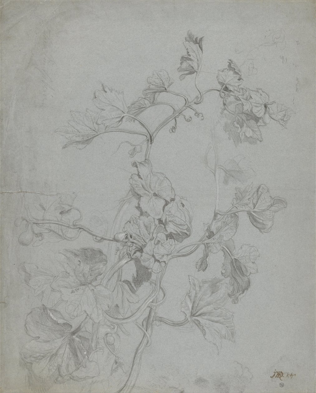 Studio di una pianta rampicante (famiglia delle zucche) da James Ward