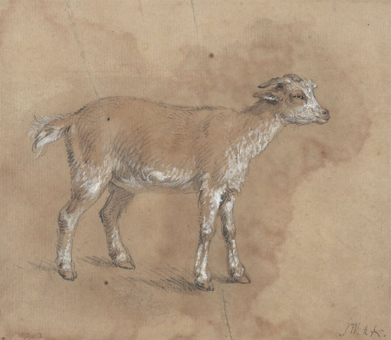 Studio di un capretto da James Ward