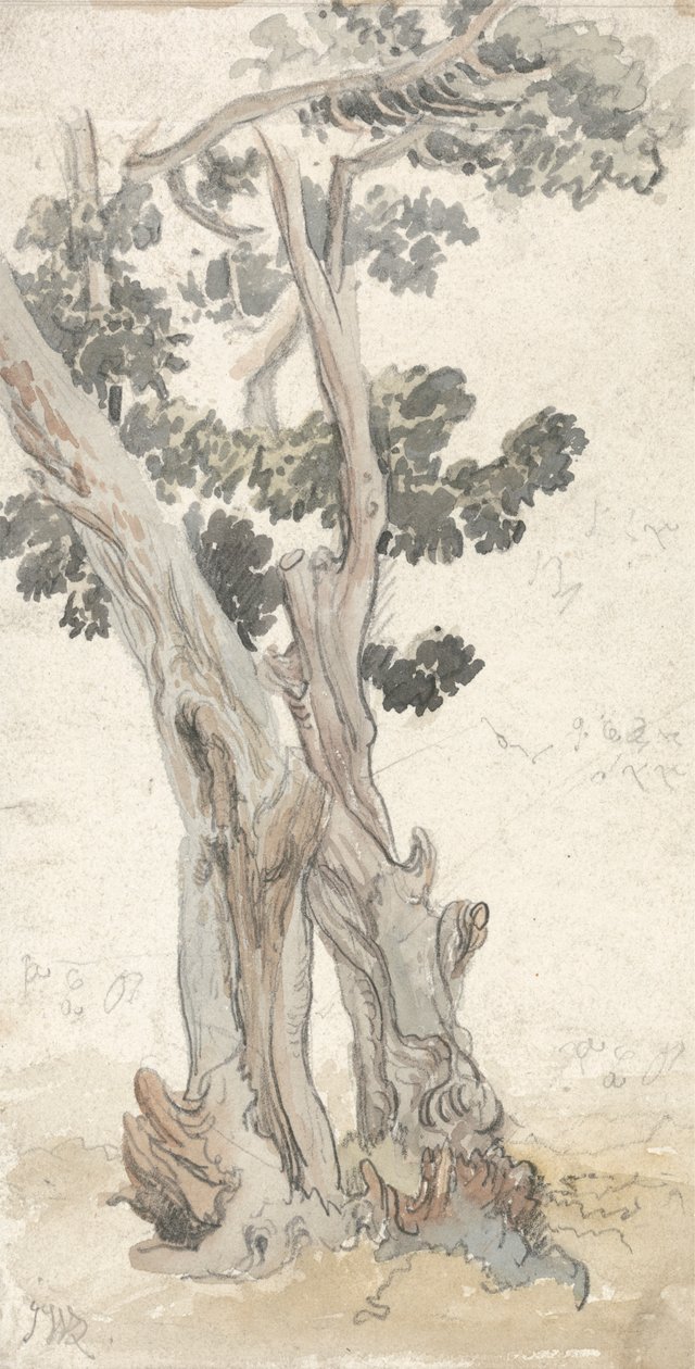 Studio di un albero da James Ward