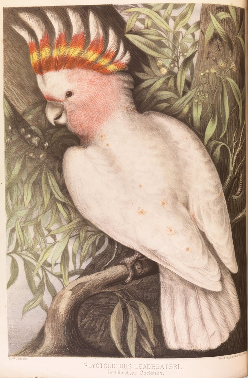 Cacatua Inca, Plyctolophus leadbeateri da James Whitley Sayer