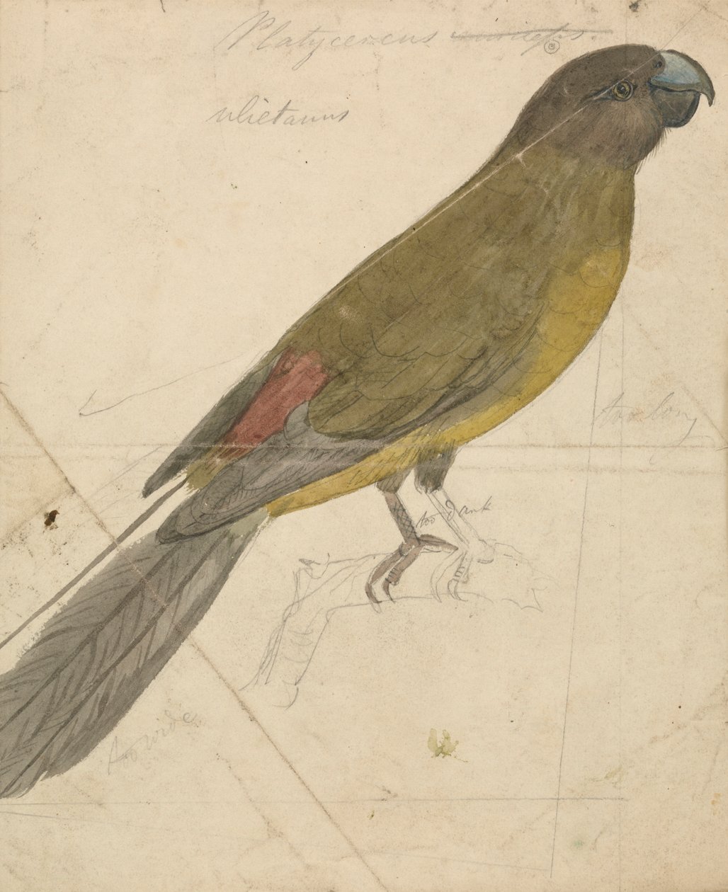 Un pappagallo da James de Carle Sowerby