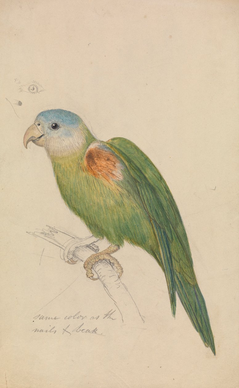 Un Pappagallo da James de Carle Sowerby
