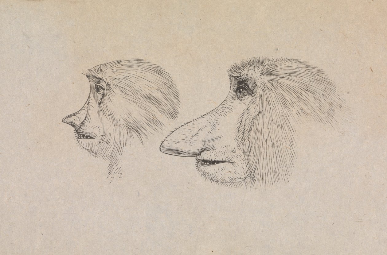 Teste di due scimmie nasiche da James de Carle Sowerby