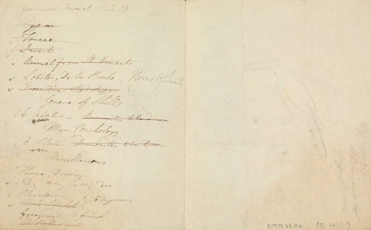 Tre tucani da James de Carle Sowerby