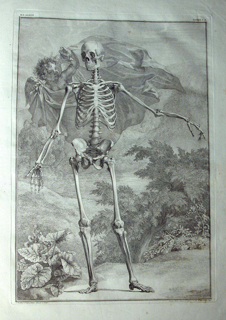 Albinus I, Pl. I: Scheletro, illustrazione da 