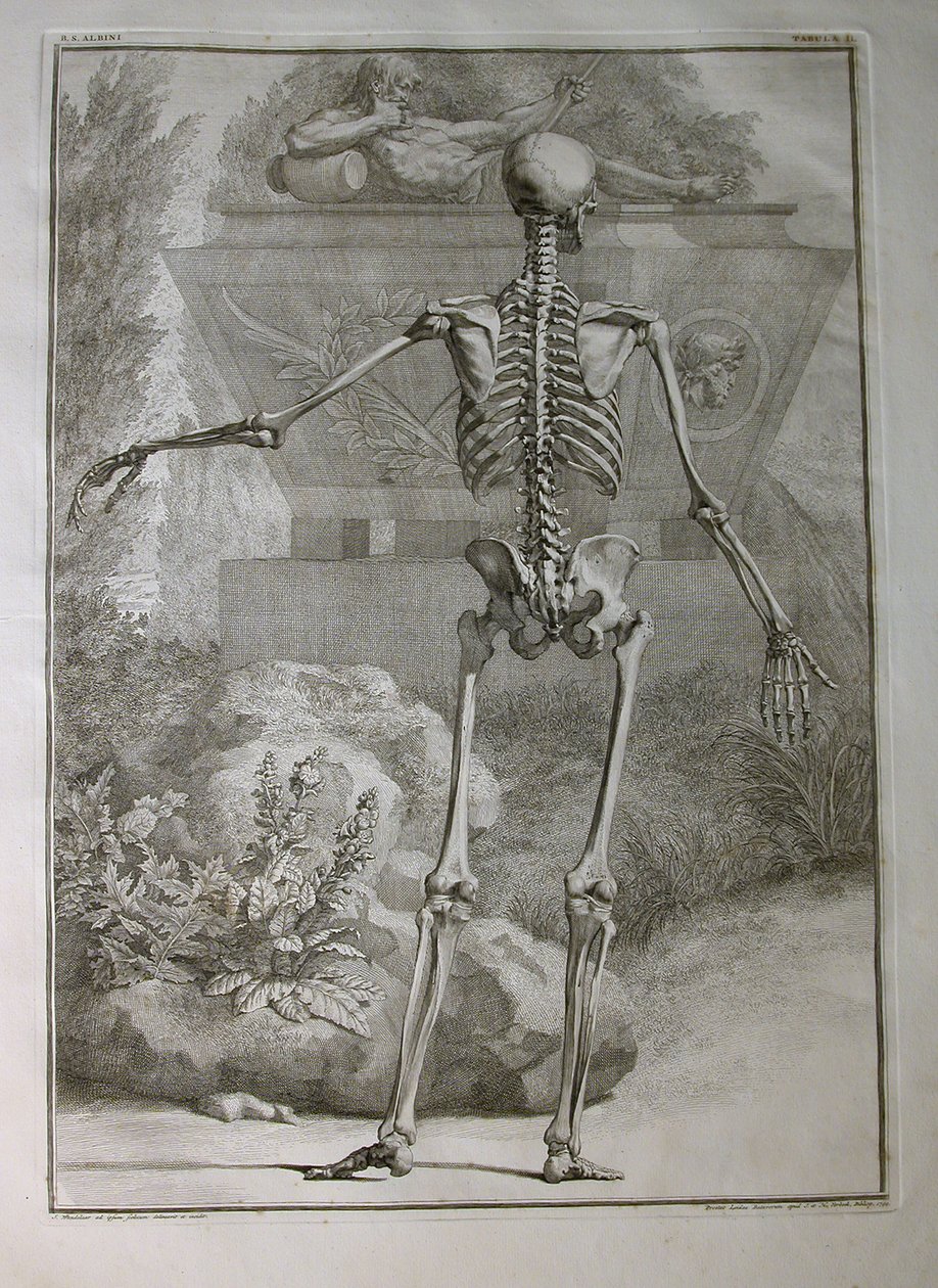 Albinus I, Pl. II: Scheletro, illustrazione da 
