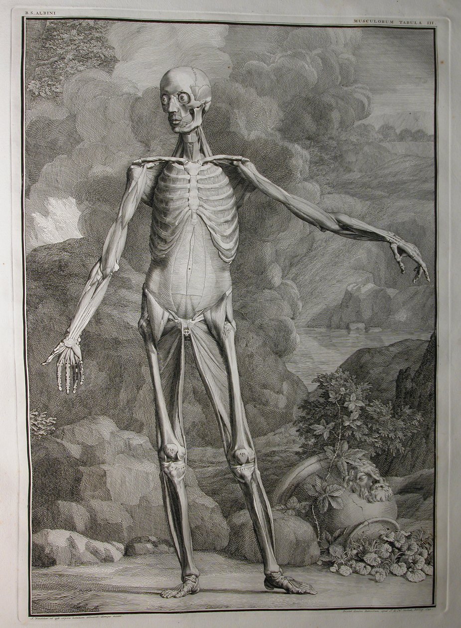 Albinus I, Pl. III: Muscolatura, illustrazione da 