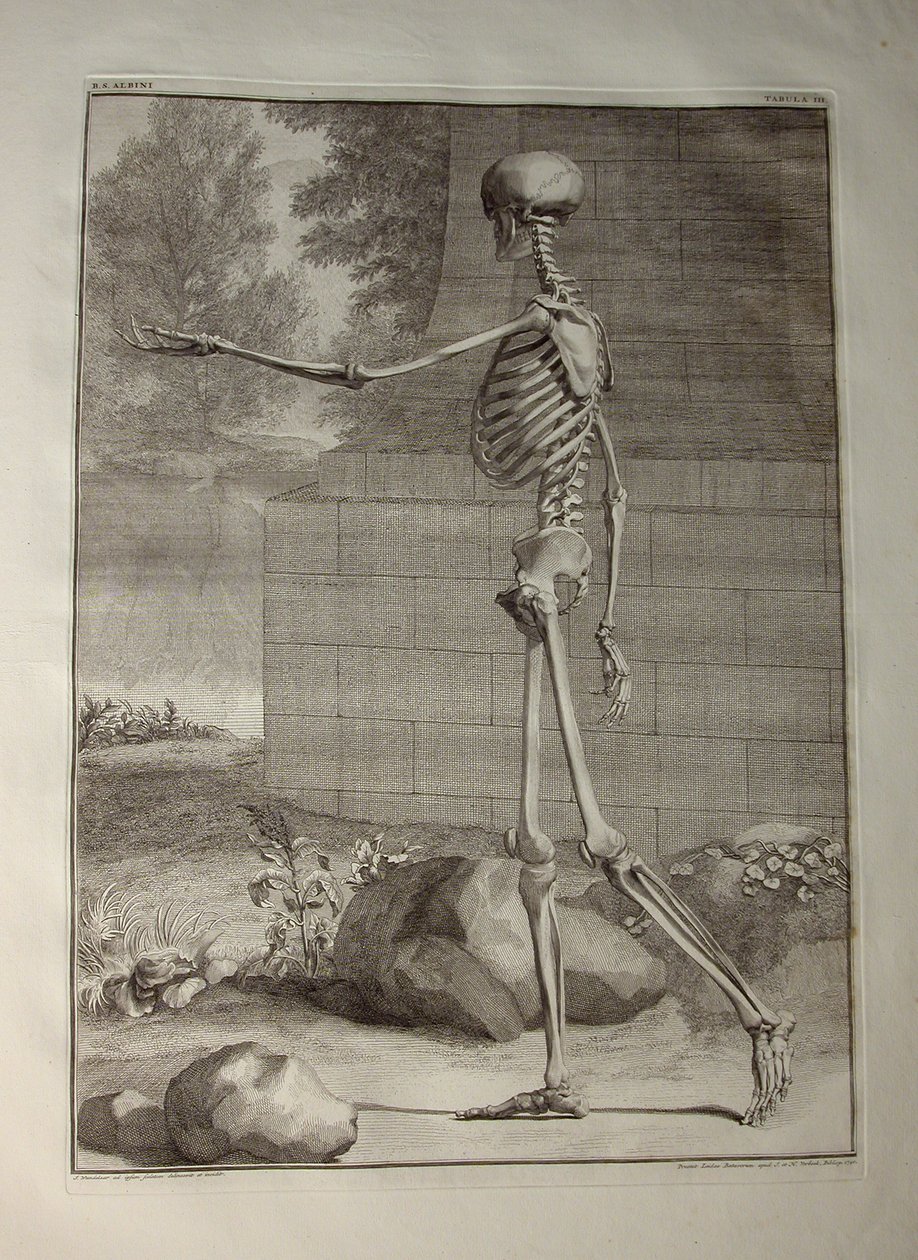 Albinus I, Pl. III: Scheletro, illustrazione da 