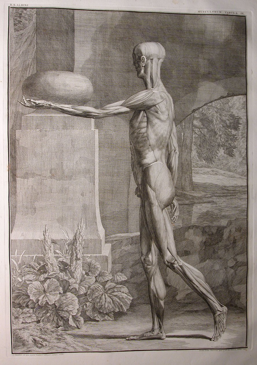 Albinus I, Pl. IX: Muscolatura, illustrazione da 