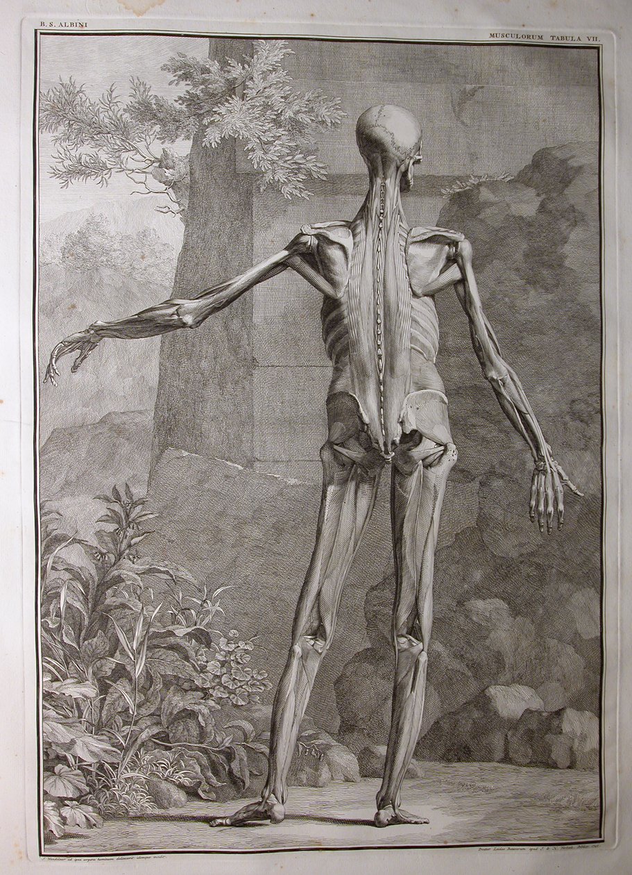 Albinus I, Pl. VII: Muscolatura, illustrazione da 